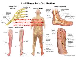 L4 5 Nerve Root Distribution