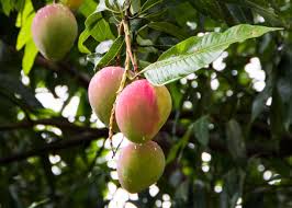 Image result for Mangifera
