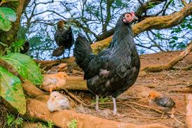 Image result for hen honolulu