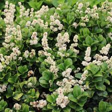 Image result for Lythrum rotundifolium
