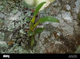Image result for Bulbophyllum intertextum
