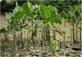 Image result for Montrichardia