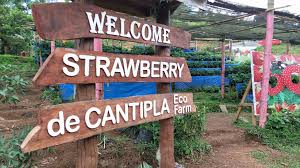 Please inform studio @ farm in the city in advance of your expected arrival time. Look Strawberry De Cantipla Eco Farm In Cebu City Sugbo Ph Cebu