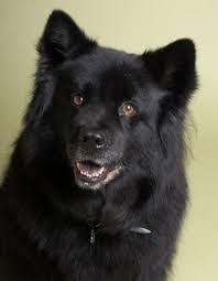Black American Eskimo Dog Image Result For Samoyed Mix Chow Lab Mix Dog Mixes Shepherd Mix Puppies