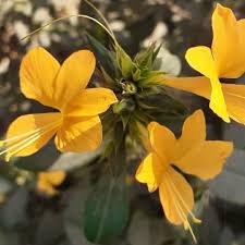 Image result for Barleria superata