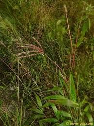 Image result for Phacelurus