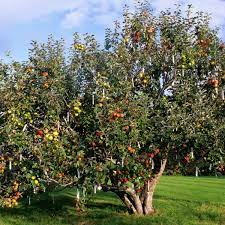 Apple varieties already grafted onto rootstocks and ready to plant during the dormant season are available from nurseries and online. How To Graft Apple Trees Gardening Advice The Guardian