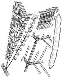 Image result for Acacia decurrens