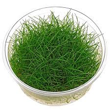 Maybe you would like to learn more about one of these? 10 Best Aquarium Grass Species Upgrading Your Display