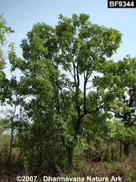 Image result for Isoberlinia doka