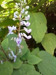 Image result for Plectranthus fruticosus