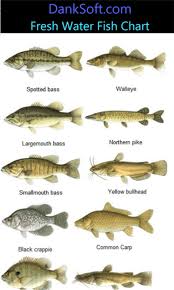 Freshwater Fish Google Search Fish Aquaponics Fish