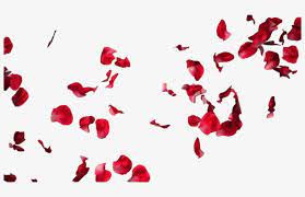 Falling Rose Petals Transparent Png Rose Petals For Photoshop Transparent Png Rose Petals Falling Red Rose Petals Petals