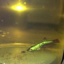 Proses bagi ikan anak ikan laga makan egg tofu ( betta fish ) ni video lama 2013 suber azclip saya yg lagi 1. Lab Betta Anak Ikan Laga Jenis Samurai Green Kacuk