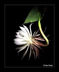 Image result for hoa quynh images