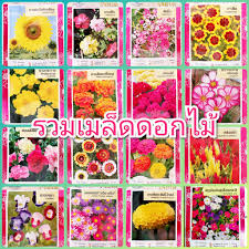 แผ่น เลเซอร์ ดิ ส