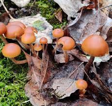 Image result for Ozoroa marginata