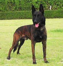 The dutch shepherd belgian malinois mix, is a mixed breed dog resulting from breeding the dutch shepherd and the belgian malinois. Blue Dutch Shepherd K9 Working Dogs Malinois Dutch Shepherds Czechoslovakian Wolfdogs Dutch Shepherd Dog Malinois Dog Working Dogs