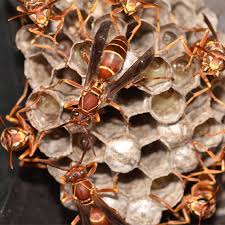 High paced work with cool people. Pest Control In Memphis North Ms Action Pest Control Inc