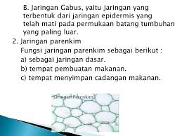 Nah, rongga antarsel ini bermanfaat untuk proses pertukaran antar gas. Struktur Di Permukaan Batang Yang Berfungsi Untuk Pertukaran Gas Disebut