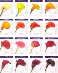 Calla Lily Varieties Calla Lily Wedding Calla Lily Colors