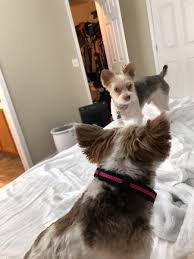 So here are a few best small pets for cuddling you can choose from. Ninja On Twitter I Just Spent 20 Minutes Cuddling Scratching And Kissing My Dogs Pretty Much The Best Way To Wake Up Time To Head On Over To Ma Brothers Jonblevinsym Https T Co Utqfp8glk4