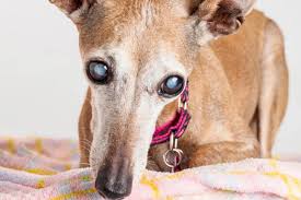 Image result for invalid dog wheelset