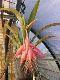 Image result for Tessmannia