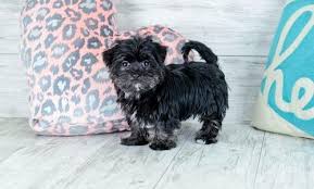 Our morkie puppies will bond easily with their family and be a loyal and affectionate pet. Morkie Puppy For Sale Adoption Rescue For Sale In Sarasota Florida Classified Americanlisted Com