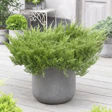 Kriechwacholder Garten Pflanzen Graser Im Garten Pflanzen