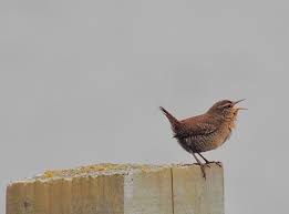 the king of birds brown s blog ii the king of birds brown s blog ii