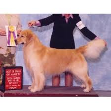 The golden retriever is a large sized, energetic breed, serving as efficient gun dogs used for retrieving waterfowl and game birds. Belquest Golden Retrievers Golden Retriever Breeder In Mount Airy Maryland