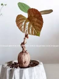 Image result for Ampelocissus