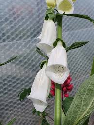 Image result for Digitalis purpurea alba/ red spots