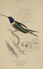 Bird In Bird Bath Drawing Trochilus Dupontii Dupont S Humming Bird Antique Print Map Room Bird Illustration Bird Prints Bird Drawings