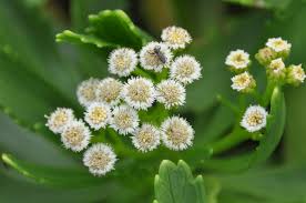 Image result for Psiadia punctulata