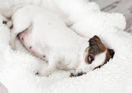 1 641 Pregnant Dog Photos Free Royalty Free Stock Photos From Dreamstime