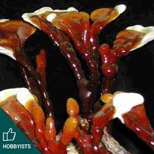 Image result for Ganoderma lucidum