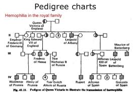 below is a pedigree chart illustrating the clutch prep