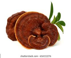 Image result for Ganoderma lucidum