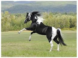 Beautiful Black And White Mustang Horse Pin By Brick House Fabrics On All Creatures Horses Horses And Dogs Black Horses