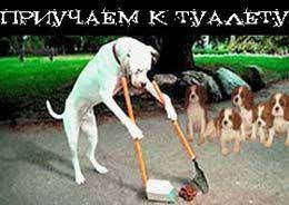 nauchit shenka tualetu shenki dressirovka sobak sobaki