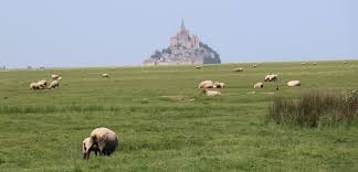 Photo Tourisme. Découvrir la baie autrement : pourquoi les moutons font la ...
