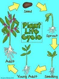 Plant Posters Flower Life Cycle Preschool Flower Life Cycle Parts Of A Plant