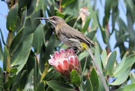 Common Garden Birds Of South Africa Photos Cape Sugarbirds In Kirstenbosch