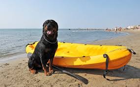 Read morebest kayaks for dogs (2021. Kayaking With Your Dog 101 Beginner S Guide To Canine Kayaking