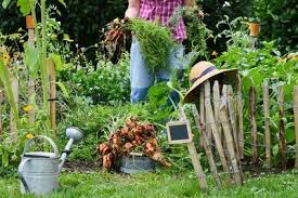 Ode An Die Herbstanemone 11 Grunde Warum Sie In Keinem Garten Fehle Mit Bildern Bauerngarten Garten Bauernhof Garten