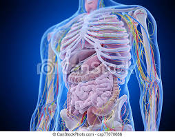 A hernia will usually cause a distinct bulge where the tissue or organ pushes through the muscle wall. 3d Rendered Medically Accurate Illustration Of The Abdominal Anatomy Canstock