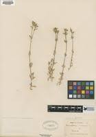 Image result for Cerastium octandrum