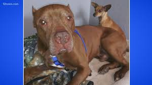 American pitbulls are loyal, family dogs and he's a true example. Bonded Chihuahua Pit Bull Terrier Find Their Fur Ever Home 12news Com